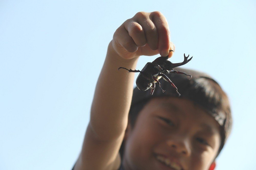 子どもたちが大好き！国内外のカブトムシ＆クワガタ16選！！の画像