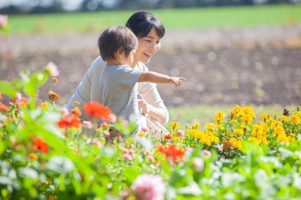 子どもと一緒に覚えたい！季節の花28選の画像