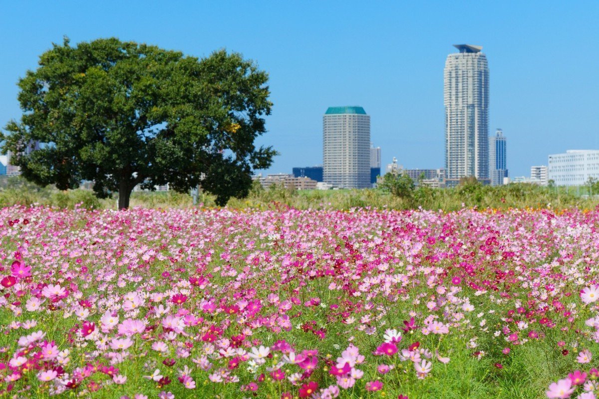 【2020年版】埼玉県川口市 認可外保育園 全41園をご紹介！の画像